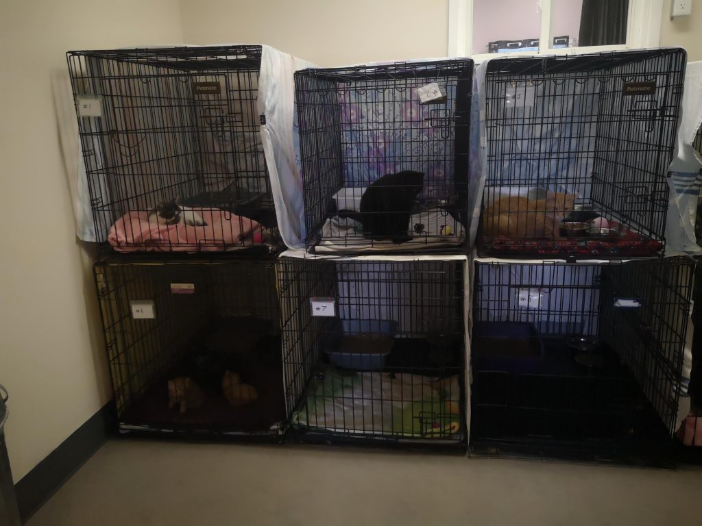 Image de cages pour animaux recouvertes de draps et habitée par des chatons dans les locaux de la SPCA de Miramichi.