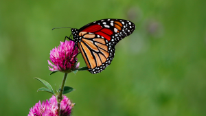 Un papillon monarque (orange aux contours noirs) est sur une fleur rose